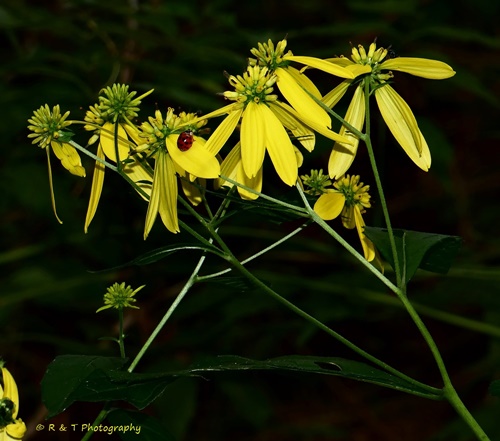 {Verbesina alternifolia}